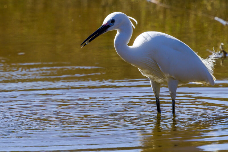Aigrette garzette avec une écrevisse